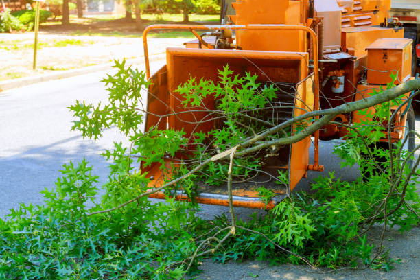 Best Hedge Trimming  in Bandon, OR