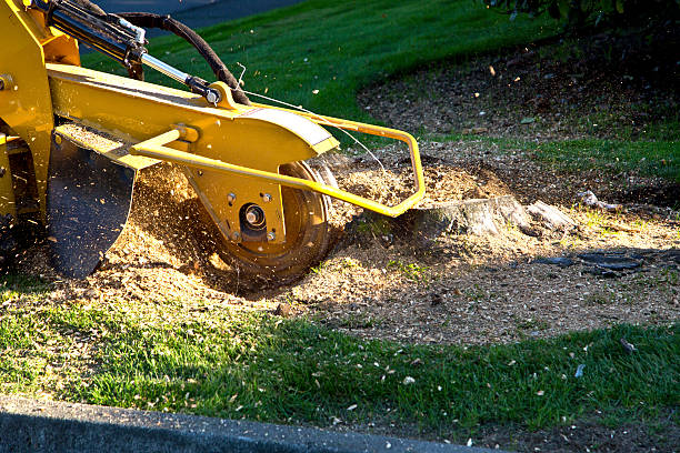 Lawn Pest Prevention in Bandon, OR