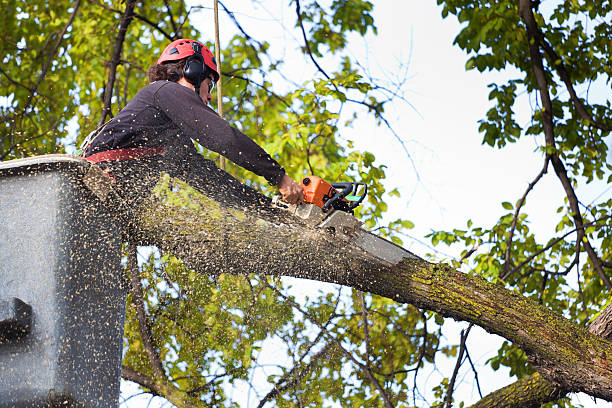 Best Commercial Tree Services  in Bandon, OR