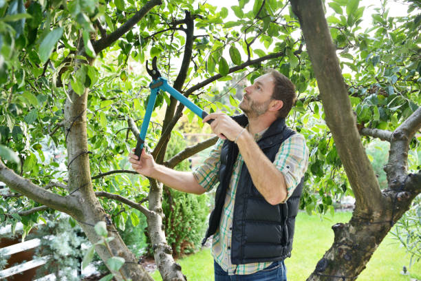 Professional Tree Services in Bandon, OR